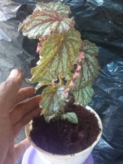 Begonia PERAK