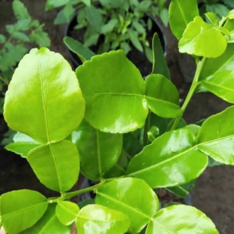 

daun jeruk purut
