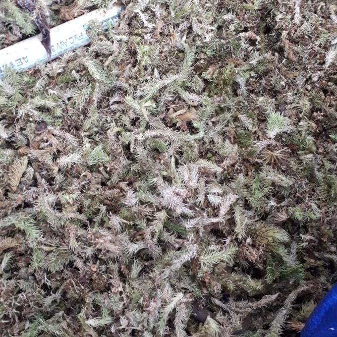 jual turus lumut mos 50 cm