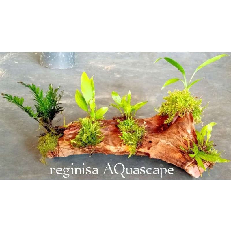 kayu rentek mini aquascape