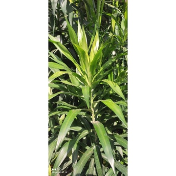 

Pandan Betawi / Daun Suji 250gram fresh.