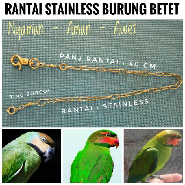Jual Rantai Stainless Burung Betet Sumatera Shopee Indonesia