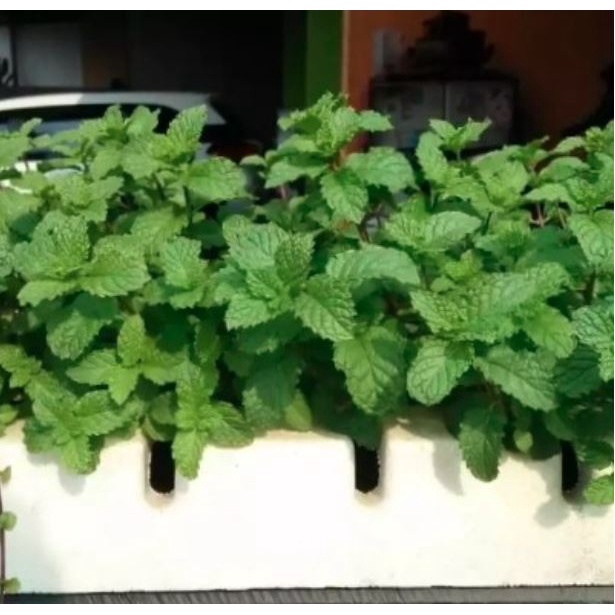 

Tanaman Daun Mint Bibit Mint Banyak Hasiat