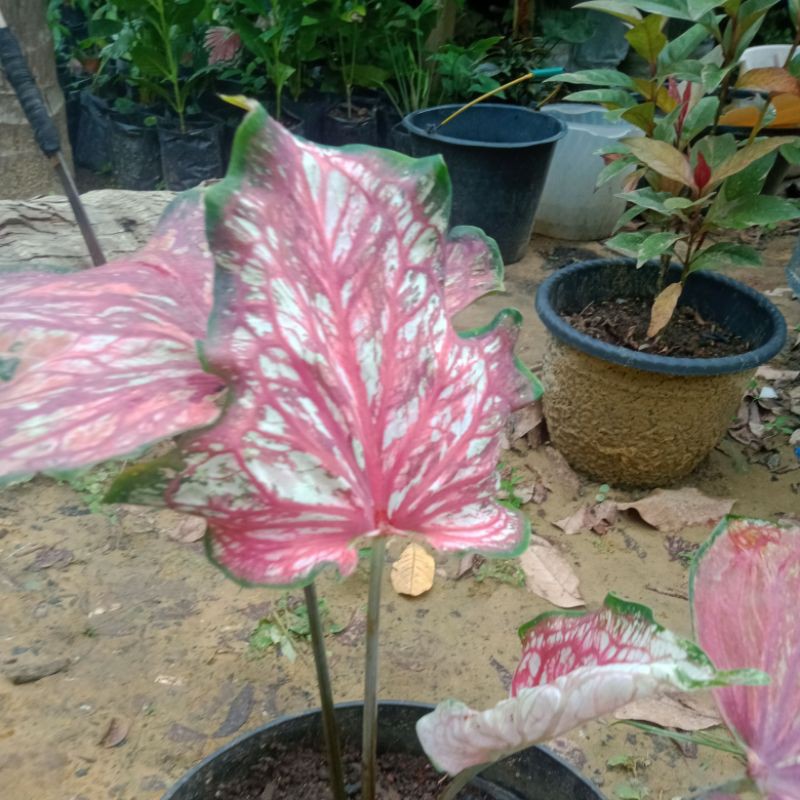 Keladi pink rose/keladi murah/caladium/remaja