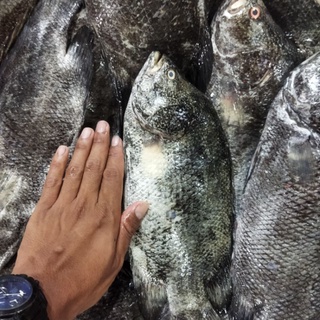 Jual Ikan Kakap Segar Kg Hitam Ikan Segar Kakap Batu Black Snnaper