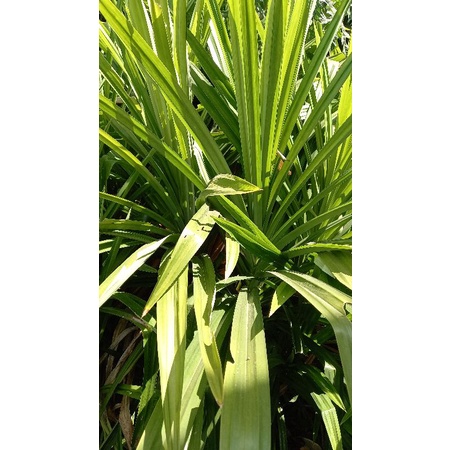 

[Organik] Daun Pandan Fresh