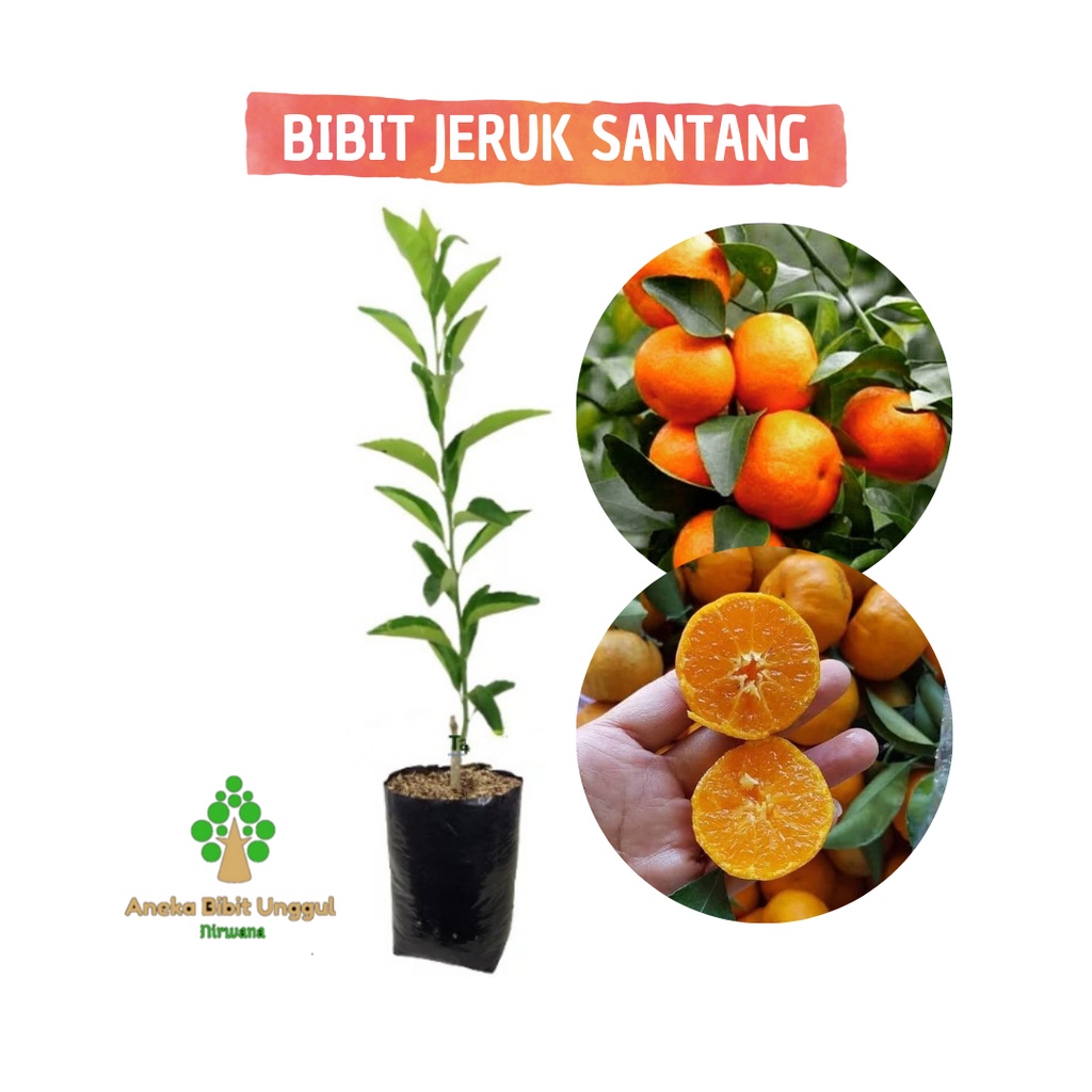 BIBIT JERUK SANTANG MADU - JERUK SANTANG MADU -  BIBIT SANTANG MADU UNGGUL Aneka Bibit unggul