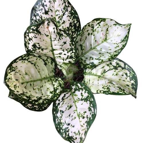 TANAMAN HIAS AGLONEMA DUD WHITE AGLAONEMA DUD WHITE