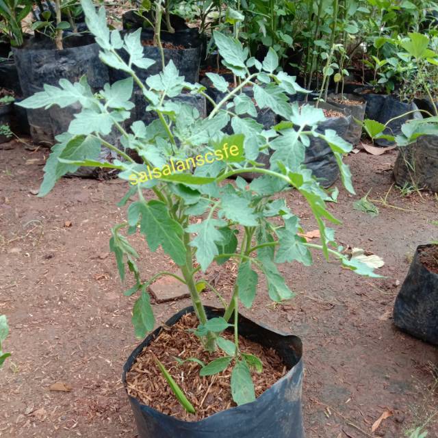 Tanaman Pohon Tomat Sayur-Pohon Tomat Sayur