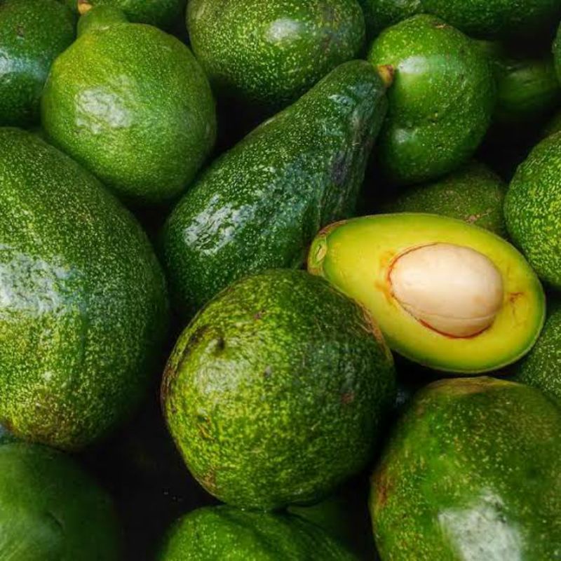 Bibit Alpukat Jenis Avozilla Unggul