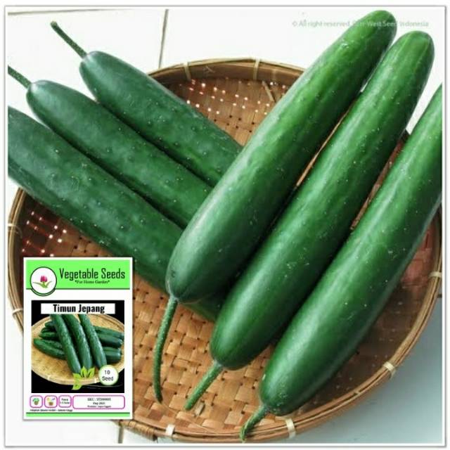 Benih biji timun Jepang 10 benih