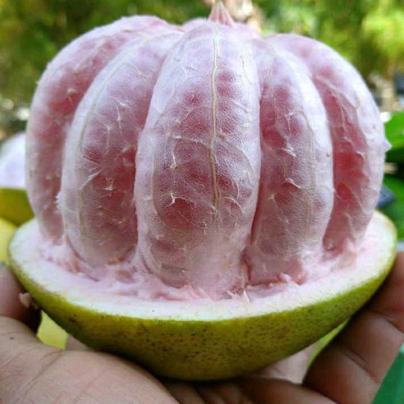 

Jeruk Bali Merah Fresh / 1 Buah