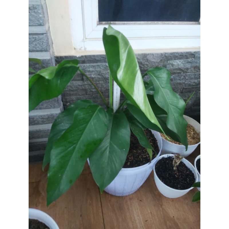 monstera ekor naga 9 daun