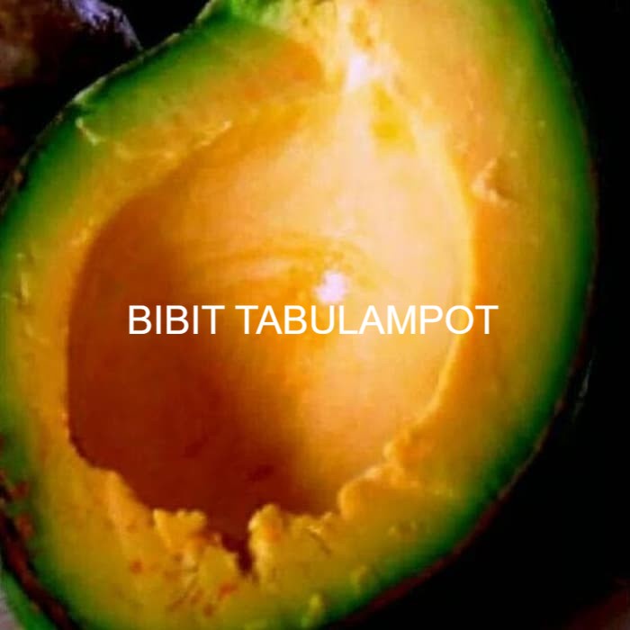 Termurah bibit tanaman alpukat mentega merah 50cm .