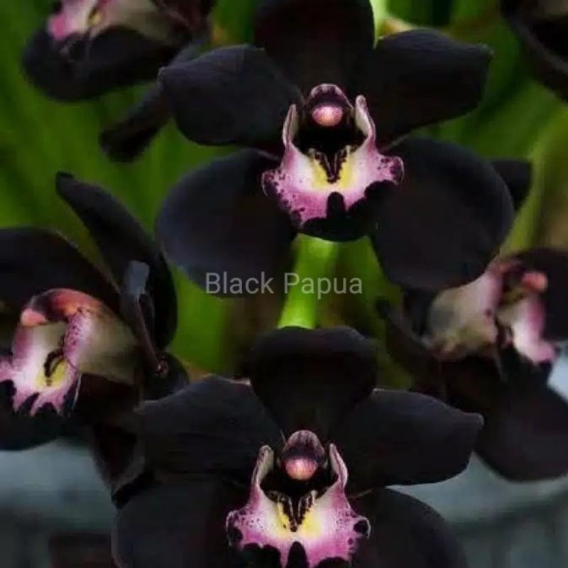 tanaman hias anggrek dendrobium black papua-anggrek hitam dendro siap berbunga