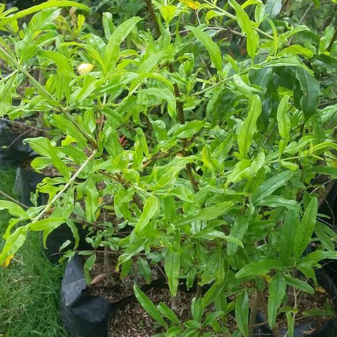 Bibit Tanaman Buah Delima Putih Dwarf Pomegranate Gpr