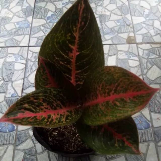 Tanaman Hias Aglaonema Adelia