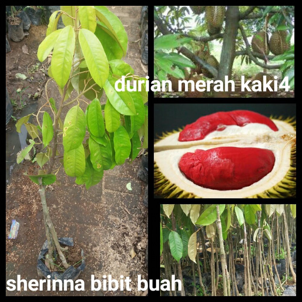 

durian merah kaki 4