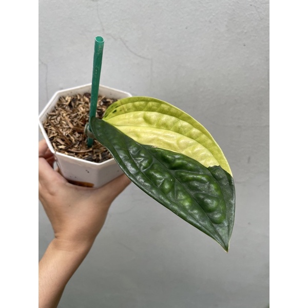 monstera karstenianum variegata varigata sirih badak real pict