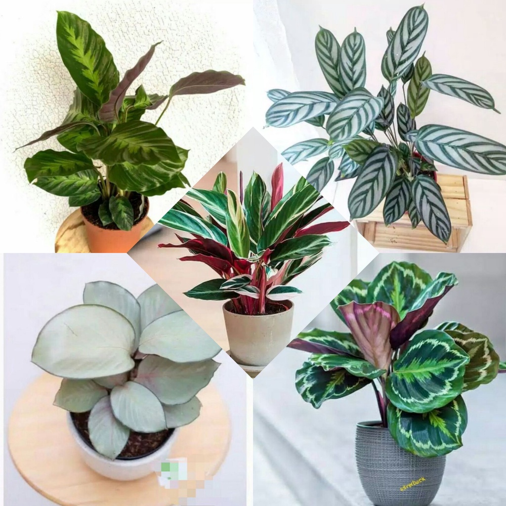 Jual Tanaman Calathea Jenis Tanaman Hias Hidup Tanaman Hidup Bunga