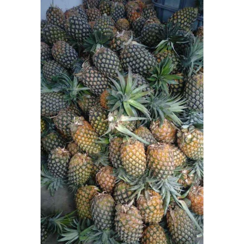 

Nenas Sipahutar segar seperti nenas madu