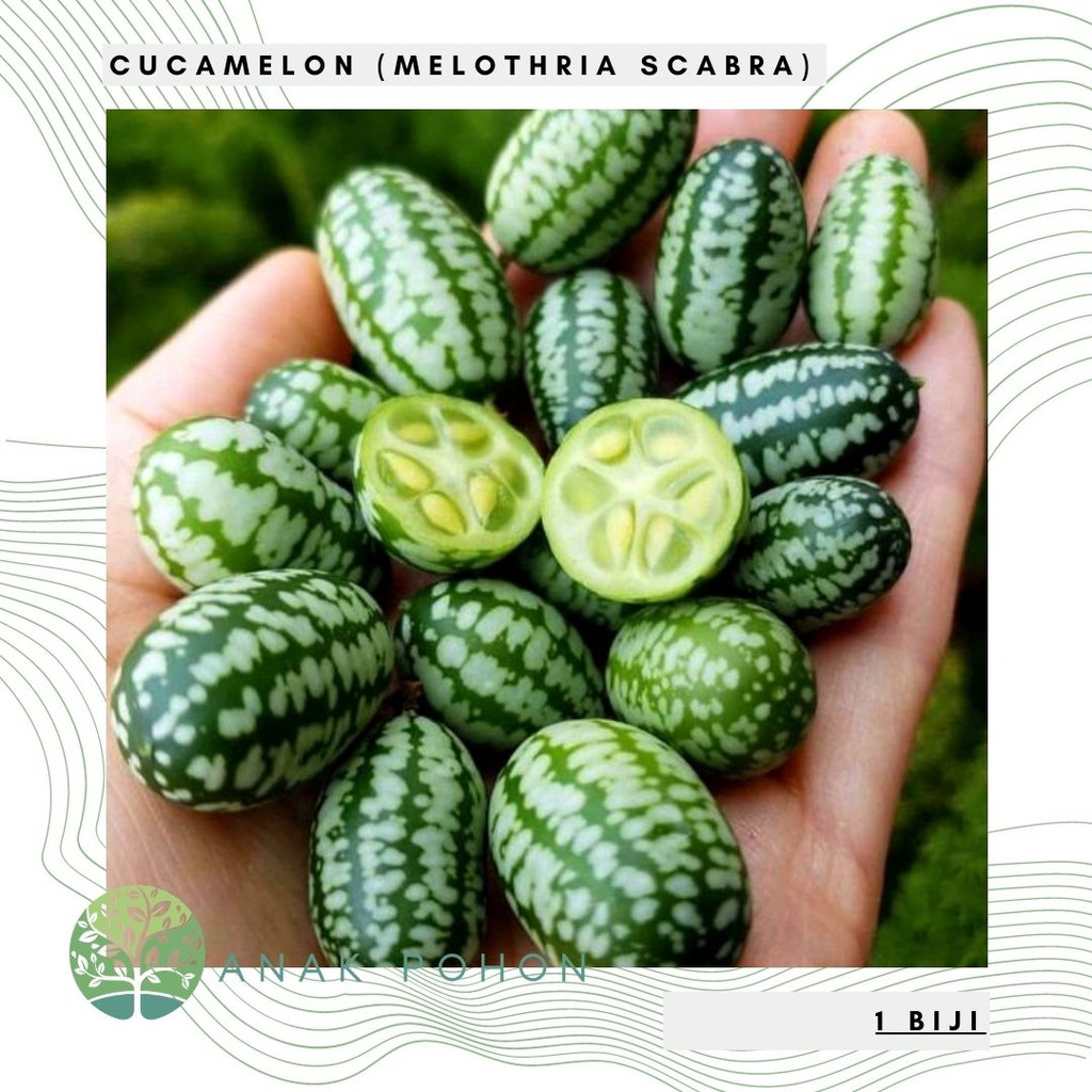 Benih Bibit Biji - Buah Cucamelon (Semangka Anggur) Melothria scabra Seeds - IMPORT