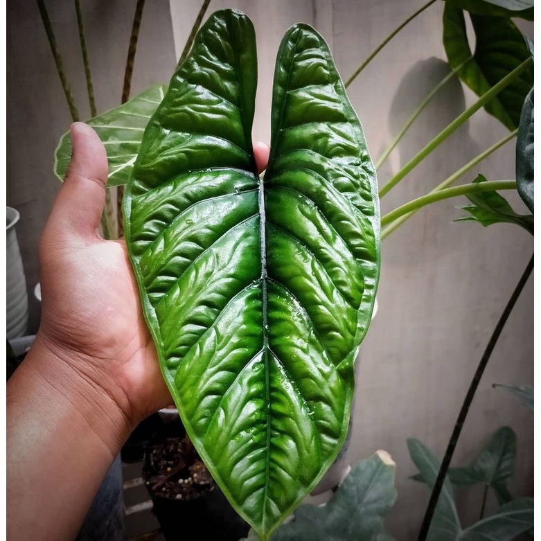 Alokassia puncak borneensis sp.borneo