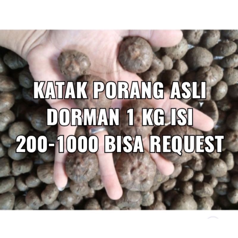 bibit Porang bibit katak Porang 1 kg