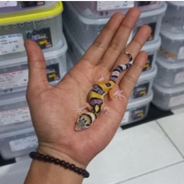 073 MSE tremper albino