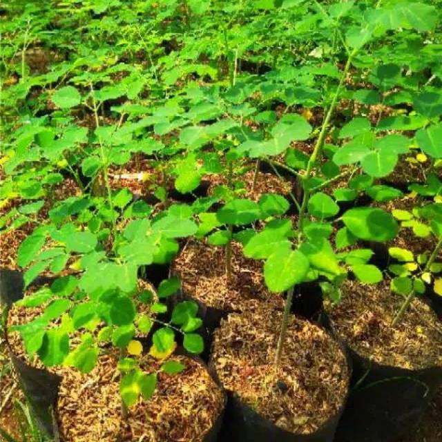 Bibit Pohon Kelor - Tanaman Pohon Kelor