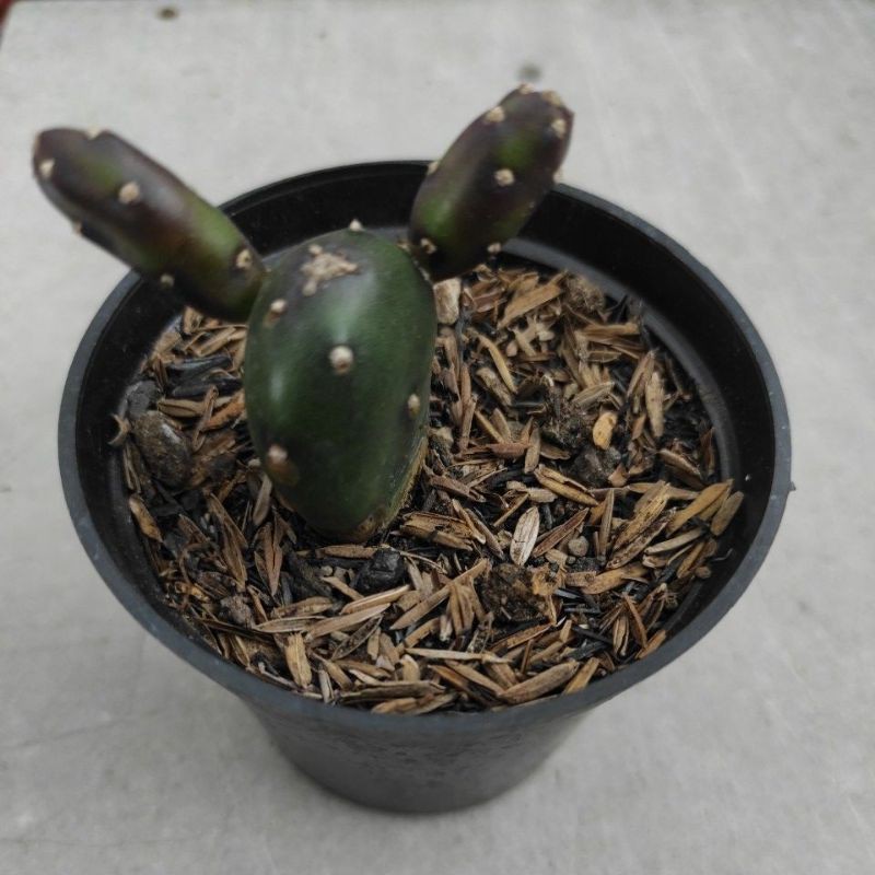 Kaktus Sukulen Opuntia Canterae