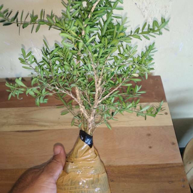 Bibit bonsai boxus