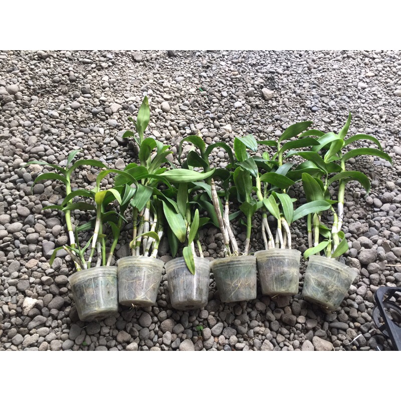 anggrek dendro pasca bunga