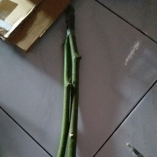 Jual Fres Cutting Pohon Kelor