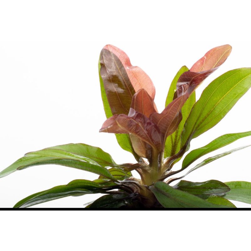 Echinodorus Red media Wabikusa LOW CO2