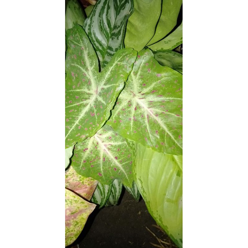 Keladi Bintik Ungu Caladium Alocasia Shopee Indonesia