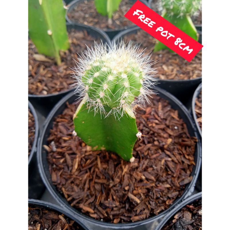 Kaktus grafting noto mini + free pot