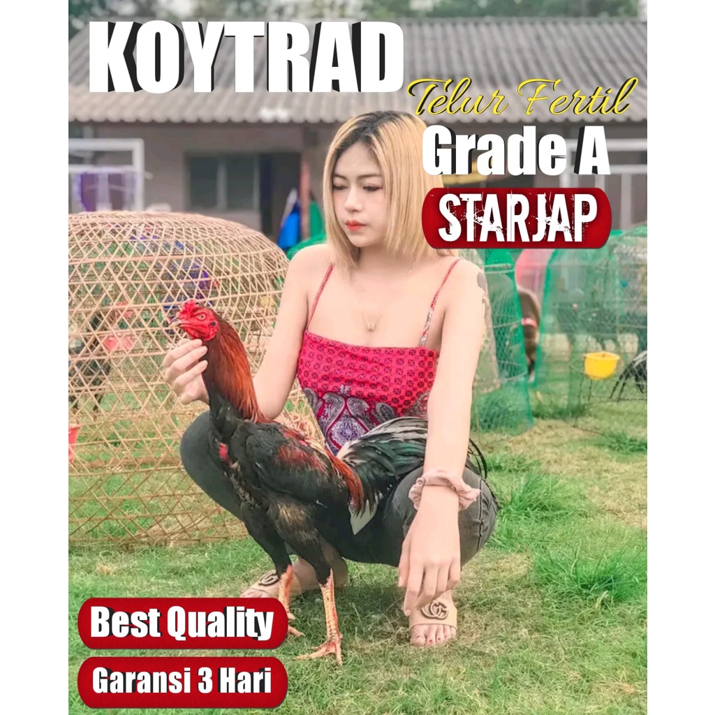 ayam bangkok super koytrad thailand telur tetas jaminan original