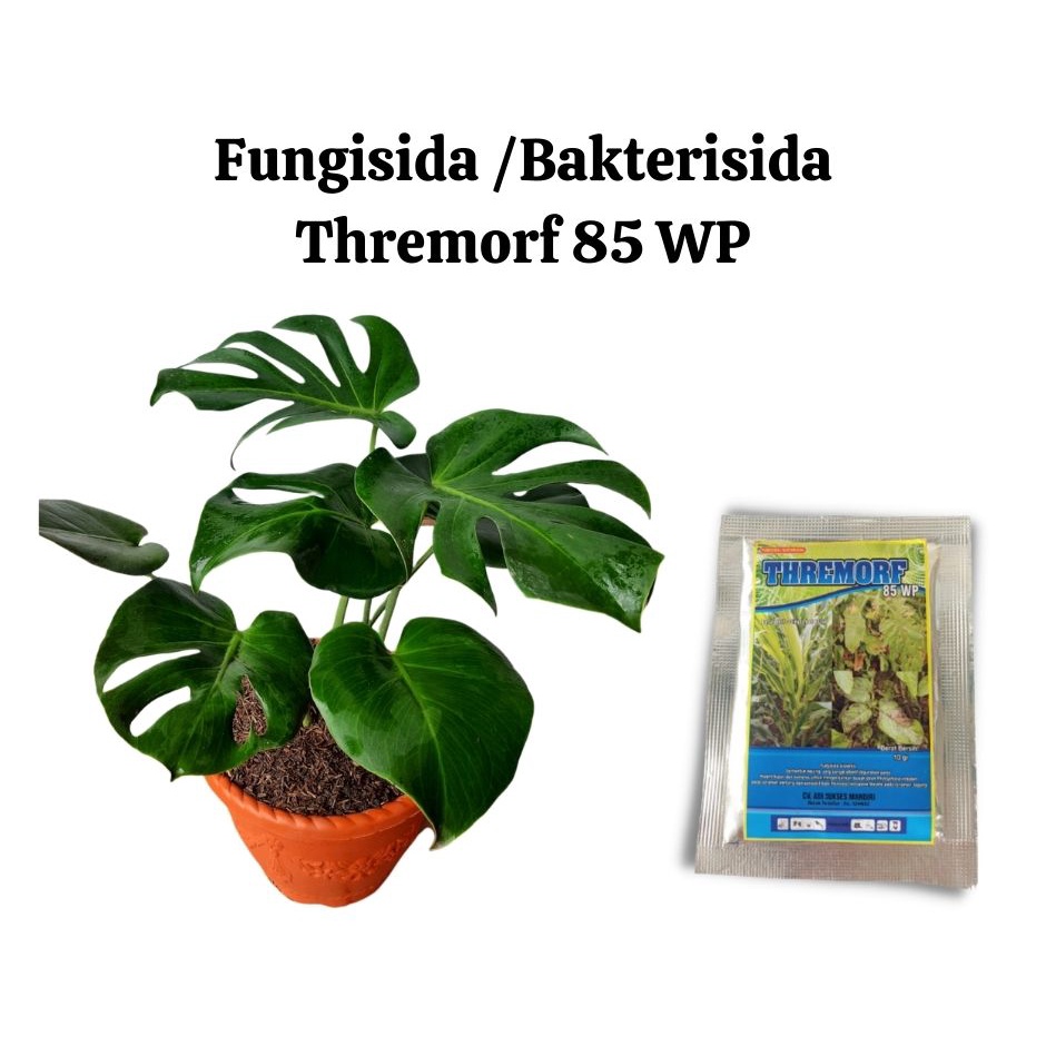 Fungisida/Bakterisida Thremorf 85 WP