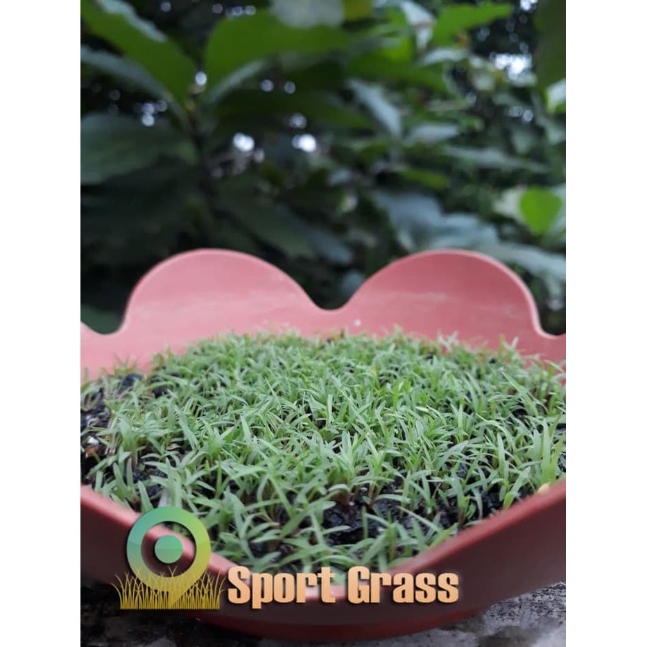 Promo     Original   BIJI RUMPUT SCOTTS TURF BUILDER BERMUDA GRASS