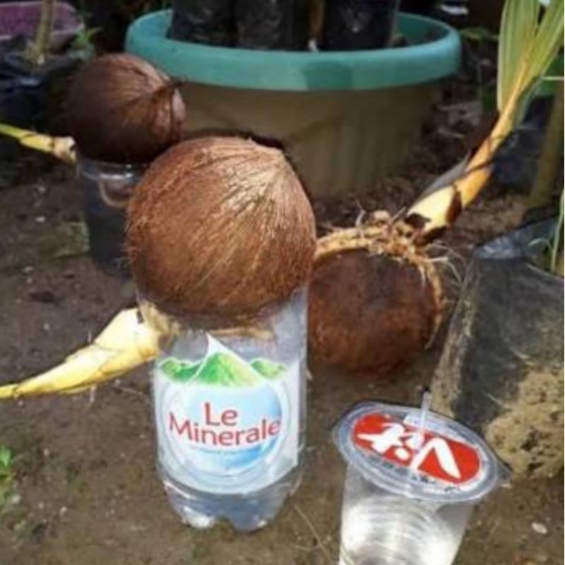 Tanaman bonsai kelapa pilihan bonsai