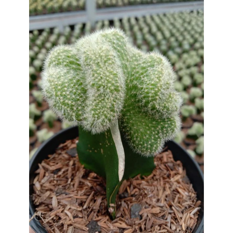 lobhipia cristata