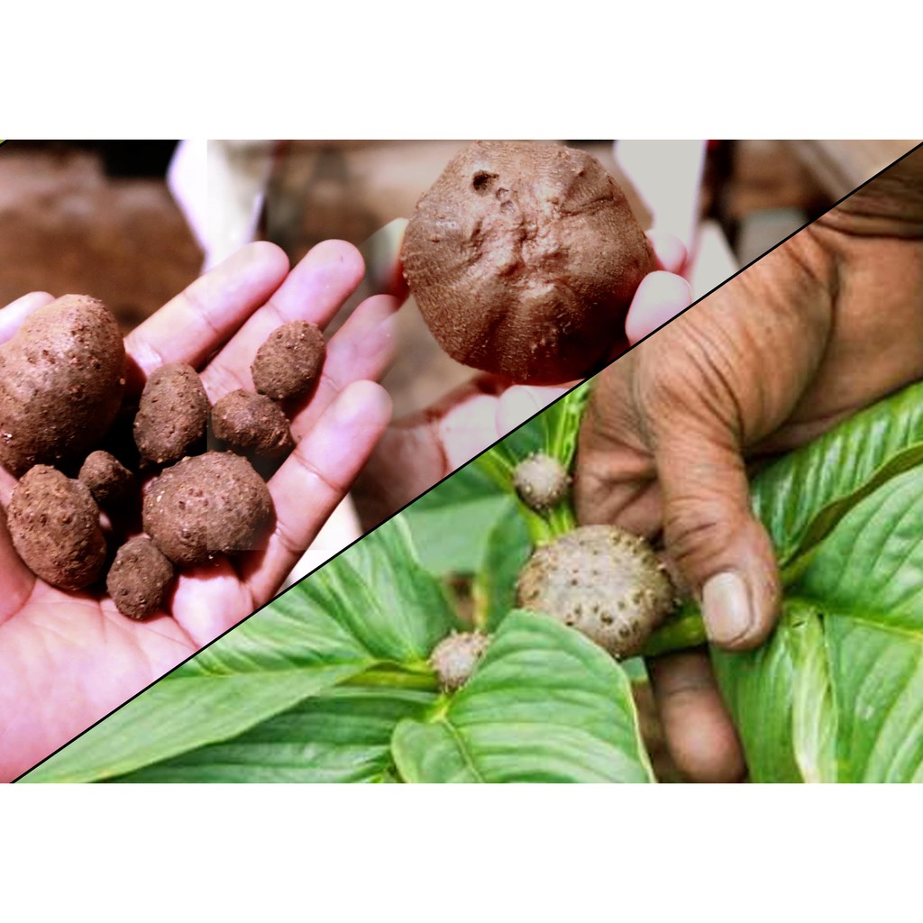 Bibit Porang Katak Super Unggul