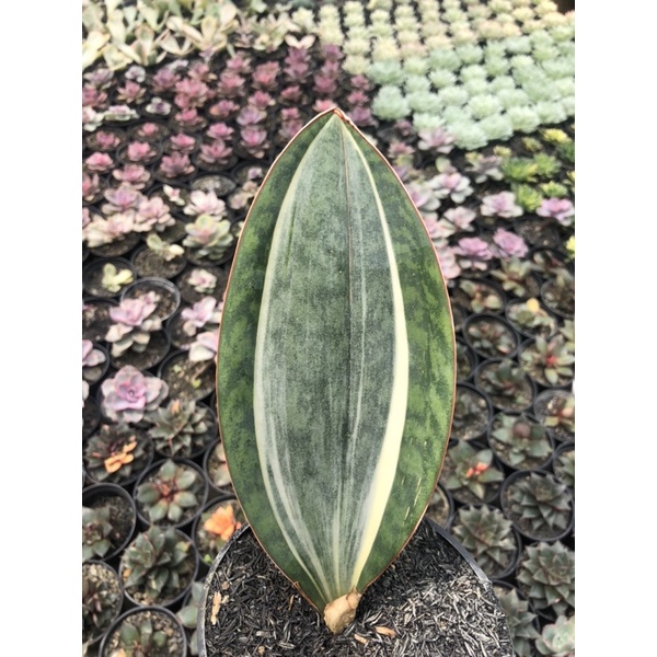 sansevieria masoniana varigata