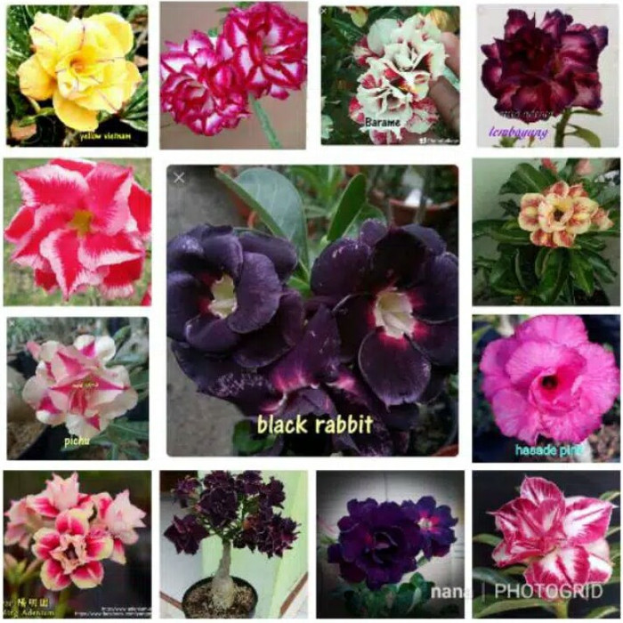 promo bibit bunga kamboja jepang adenium 13 macam warna