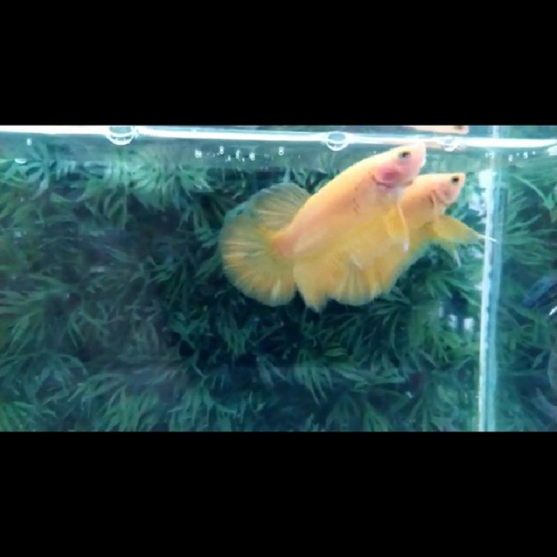 

ikan cupang banana yellow