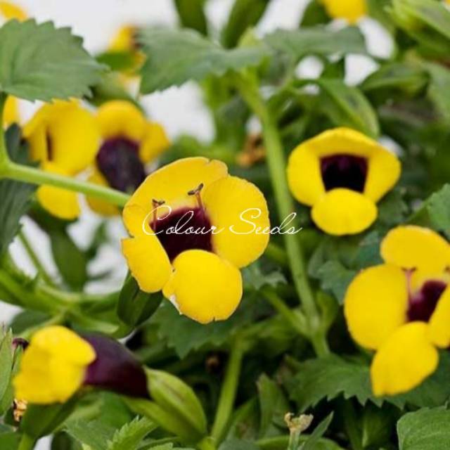 Benih bunga torenia golden moon Fresh seeds dari kebun colour seeds isi 100 biji