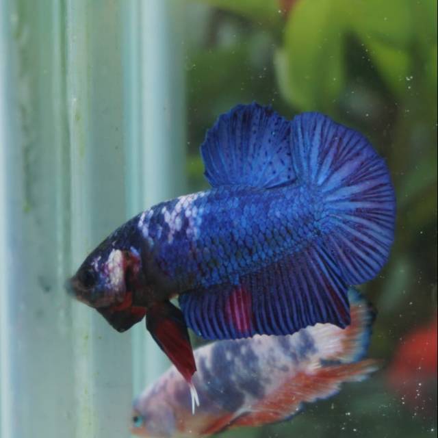 Ikan Cupang Plakat Nemo Galaxy