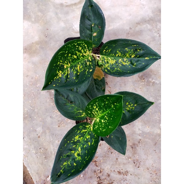 aglonema Sultan Brunai batik