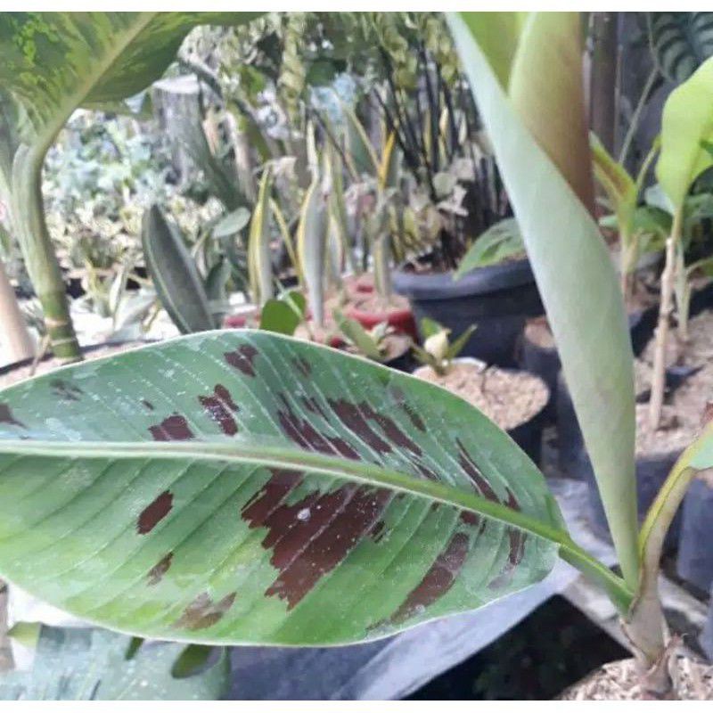 Tanaman hias pisang variegata red blood | bibit pisang hias